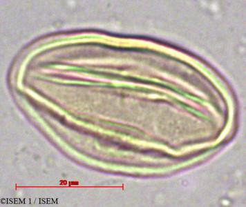 Prosopis alba - lame n° 11858